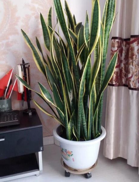 好养的植物有哪些「水培最好养的植物有哪些」