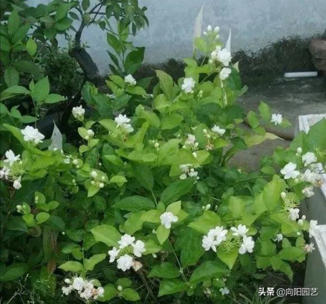 好养的花卉盆栽有哪些「好养的花卉盆栽有哪些养不死」_1