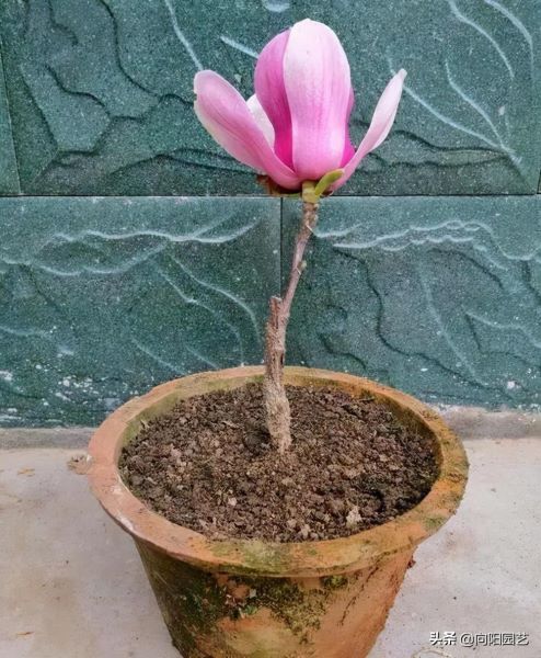 好养的花卉盆栽有哪些「好养的花卉盆栽有哪些养不死」_1