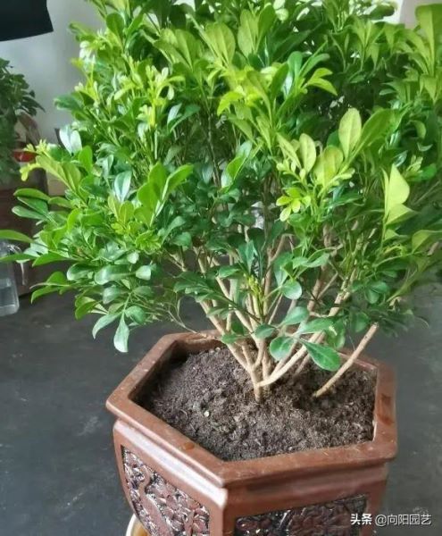 好养的花卉盆栽有哪些「好养的花卉盆栽有哪些养不死」_1