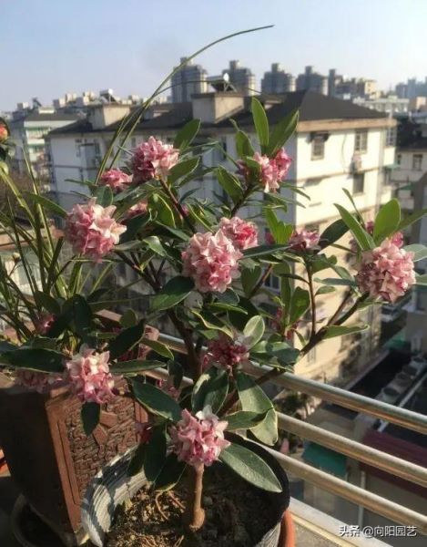 好养的花卉盆栽有哪些「好养的花卉盆栽有哪些养不死」_1