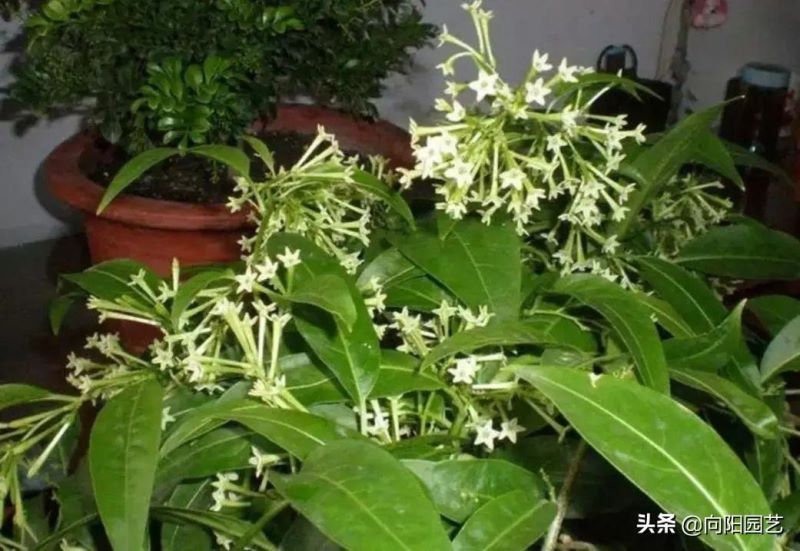 好养的花卉盆栽有哪些「好养的花卉盆栽有哪些养不死」_1