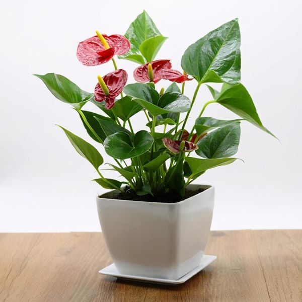 好养的花有哪些品种「好养的花有哪些品种图片」