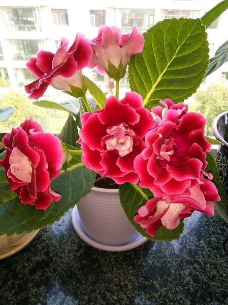 好养的花有哪些品种「好养的花有哪些品种图片」