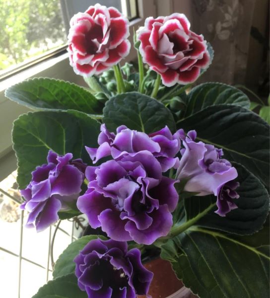 好养的花有哪些品种「好养的花有哪些品种图片」