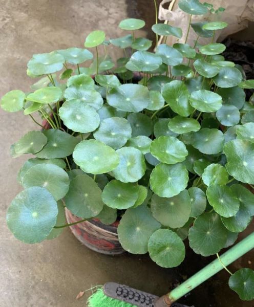 好养的花有哪些品种「好养的花有哪些品种图片」