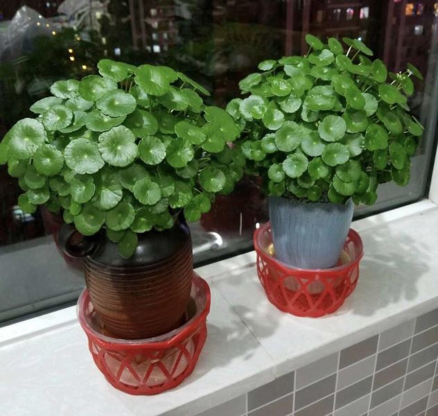 好养的花有哪些品种「好养的花有哪些品种图片」