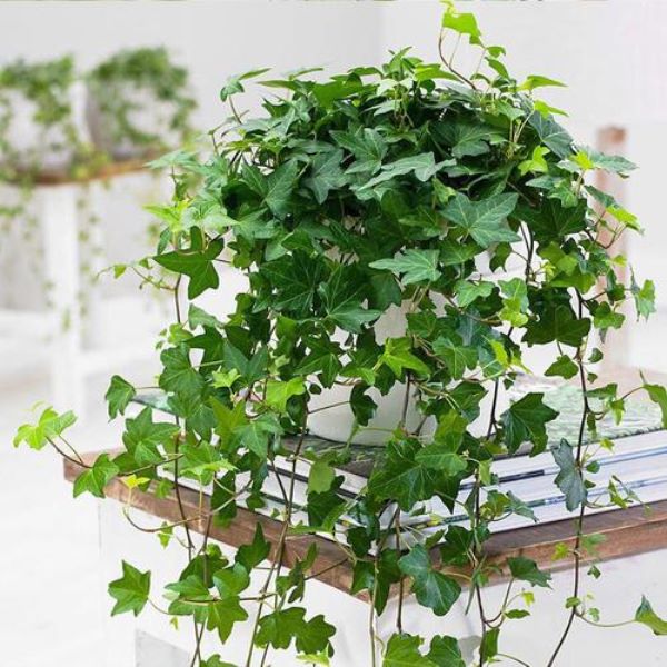 好养的花有哪些品种「好养的花有哪些品种图片」