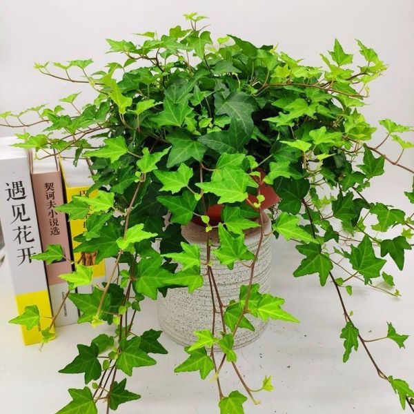 好养的花有哪些品种「好养的花有哪些品种图片」