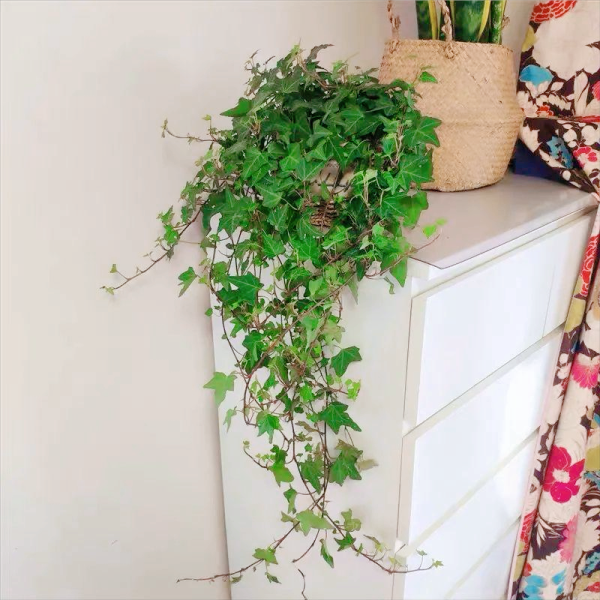 好养的花有哪些品种「好养的花有哪些品种图片」