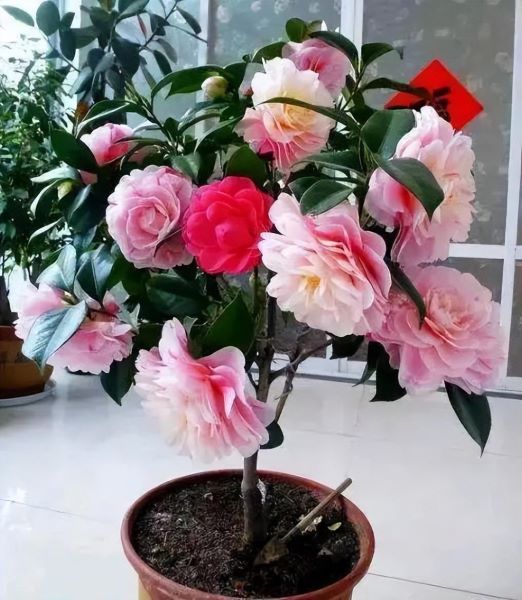 好养耐寒的花卉有哪些「好养耐寒的花卉有哪些品种」