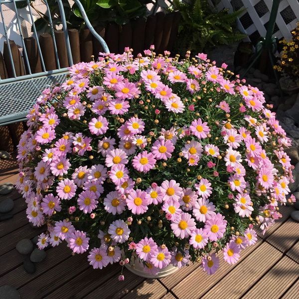 好看的花有哪些「好看的花有哪些品种」