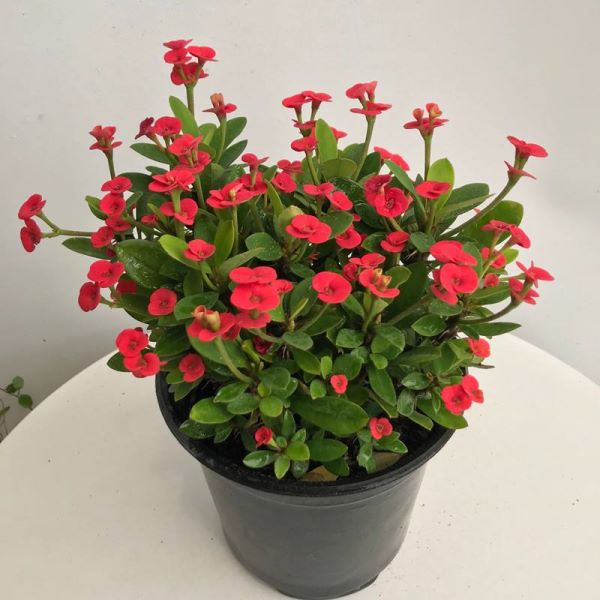 好看的花有哪些「好看的花有哪些品种」