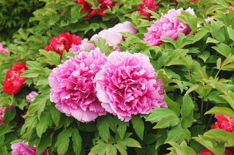 好看的花有哪些「好看的花有哪些品种」