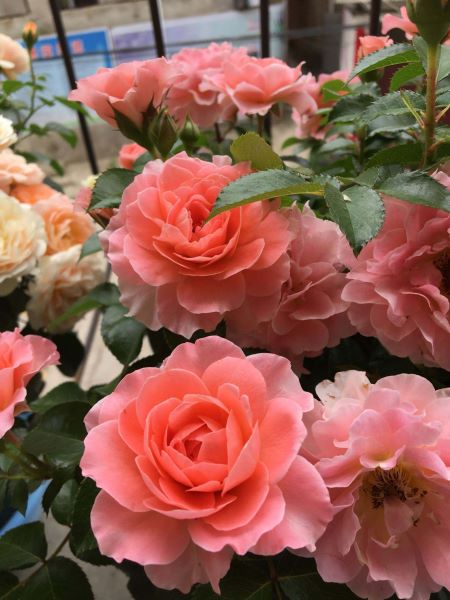 好看的花有哪些「好看的花有哪些品种」