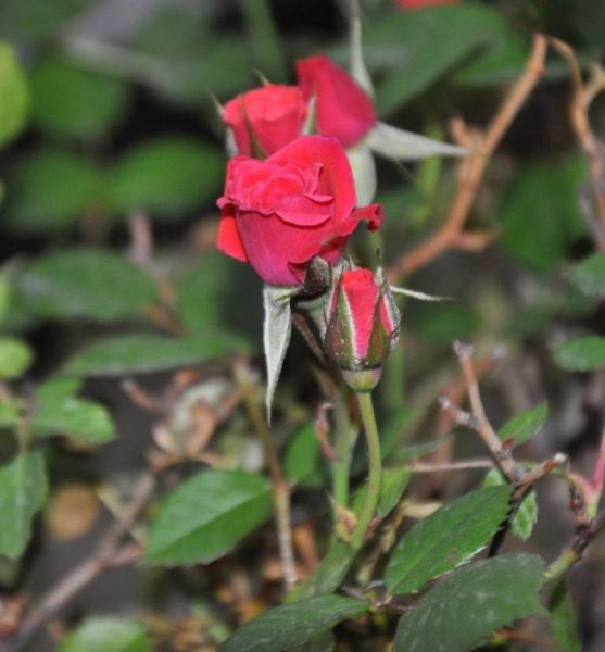 宝石玫瑰花盆栽怎么养「宝石玫瑰花盆栽怎么养护」