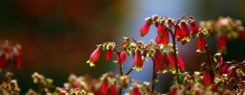 宫灯长寿花怎么养「宫灯长寿花怎么养,和普通长寿花一样不爱开花吗」