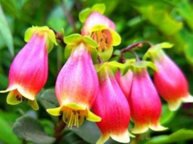 宫灯长寿花怎么养「宫灯长寿花怎么养,和普通长寿花一样不爱开花吗」
