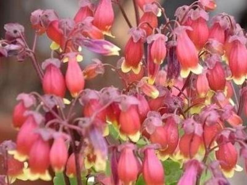 宫灯长寿花怎么养「宫灯长寿花怎么养,和普通长寿花一样不爱开花吗」