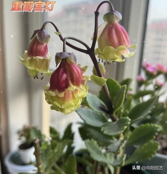 宫灯长寿花怎么养「宫灯长寿花怎么养,和普通长寿花一样不爱开花吗」_1