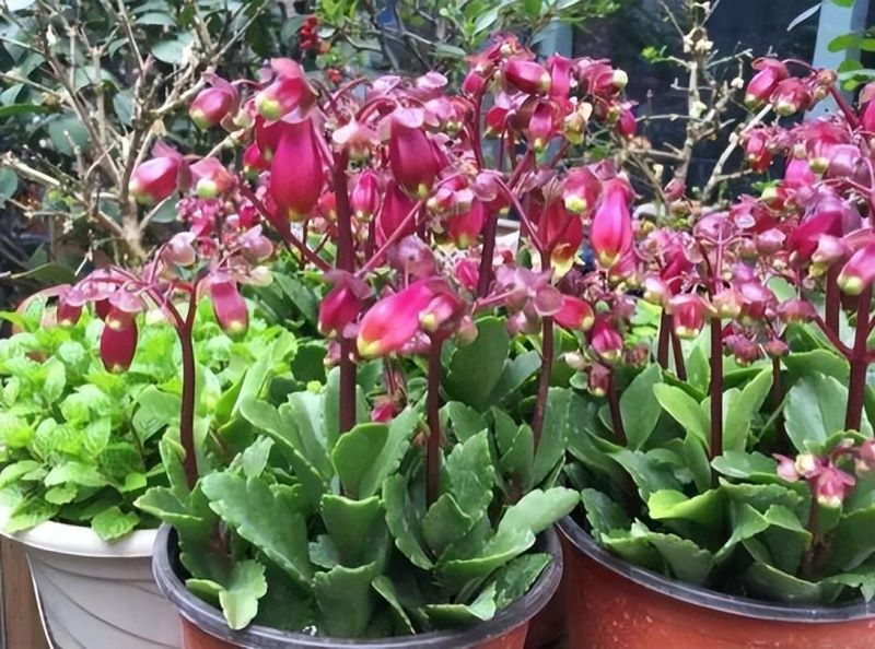 宫灯长寿花怎么种植「宫灯长寿花怎么种植和养护」