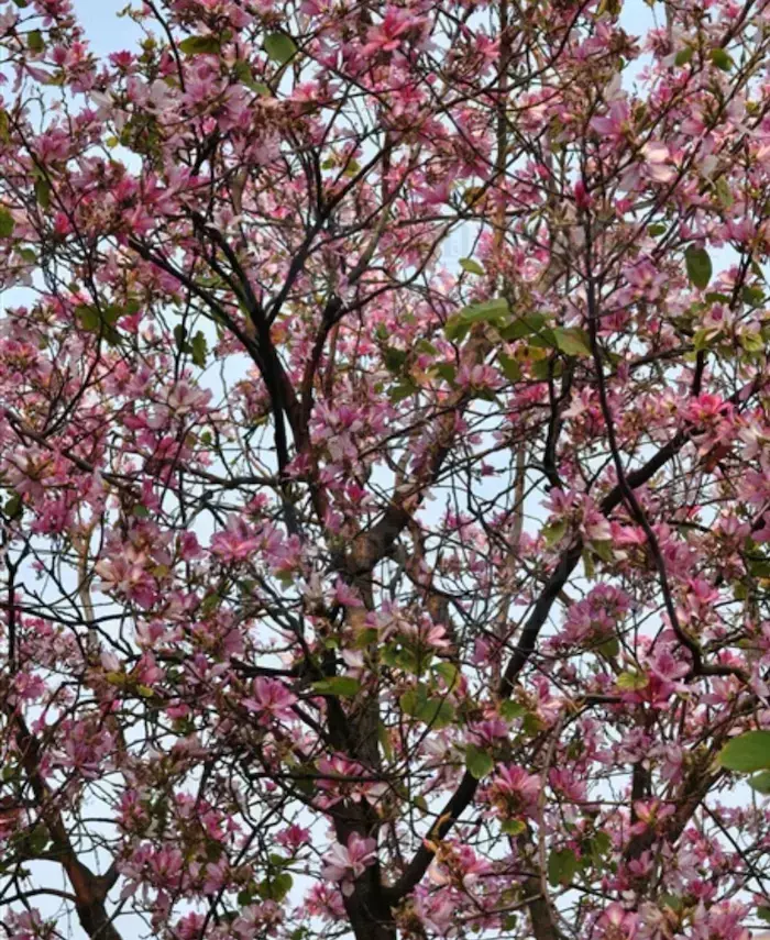 宫粉紫荆花期「」