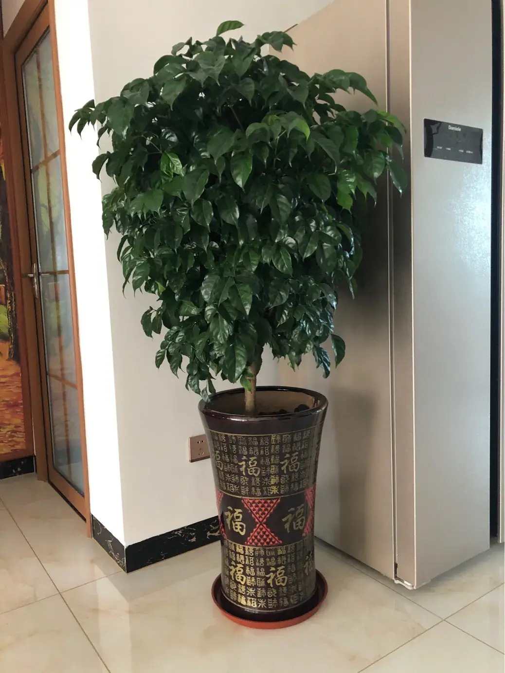 富贵树的养殖方法和注意事项「富贵树的养殖方法和注意事项视频」