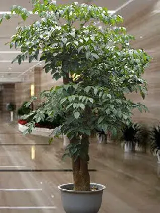 富贵树的养殖方法和注意事项「富贵树的养殖方法和注意事项视频」