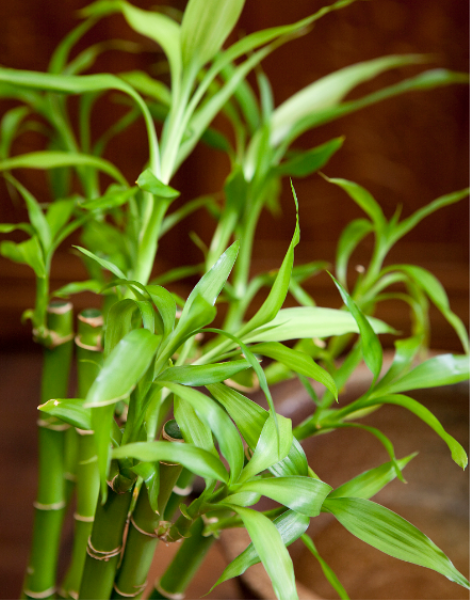 富贵竹不生根是什么原因「富贵竹不生根是什么原因造成的-」_1