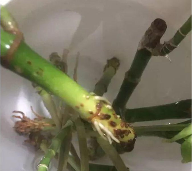 富贵竹不生根是什么原因「富贵竹不生根是什么原因造成的-」_1