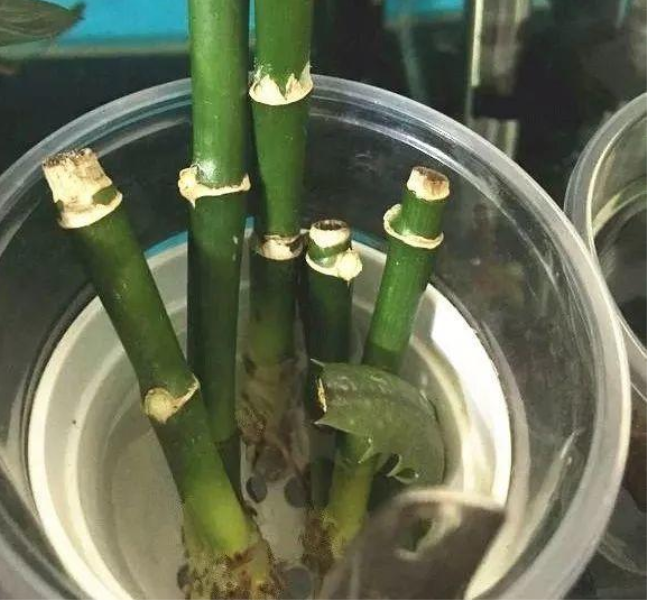 富贵竹不生根是什么原因「富贵竹不生根是什么原因造成的-」_1