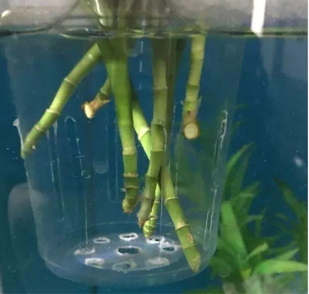 富贵竹不生根是什么原因「富贵竹不生根是什么原因造成的-」_1