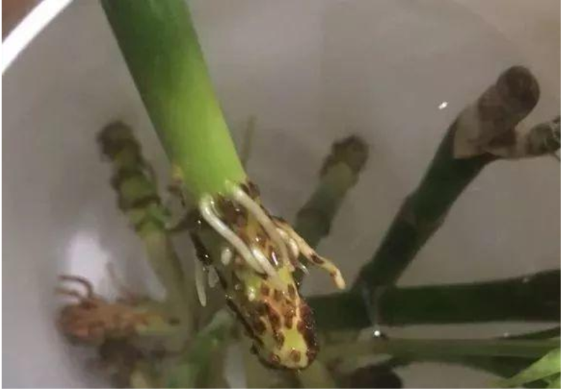 富贵竹不生根是什么原因「富贵竹不生根是什么原因造成的-」_1