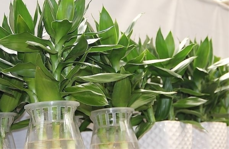 富贵竹不生根是什么原因「富贵竹不生根是什么原因造成的-」_1
