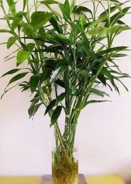 富贵竹介绍和养殖方法「富贵竹介绍和养殖方法视频」