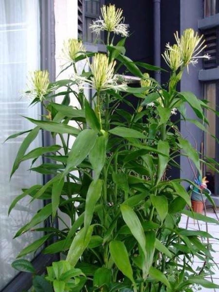 富贵竹介绍和养殖方法「富贵竹介绍和养殖方法视频」