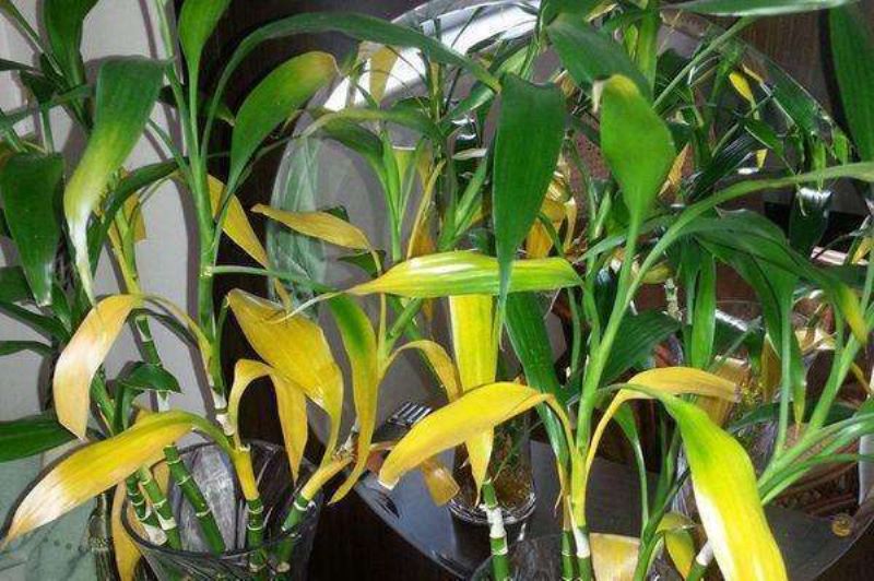 富贵竹发黄补救妙招「富贵竹发黄补救妙招视频」