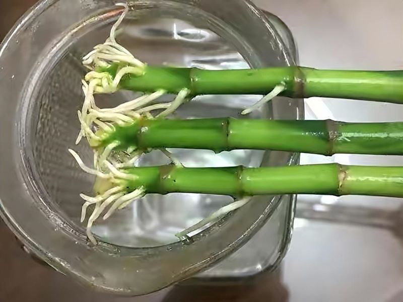 富贵竹在水里怎么养比较好「富贵竹在水里怎么养比较好活」