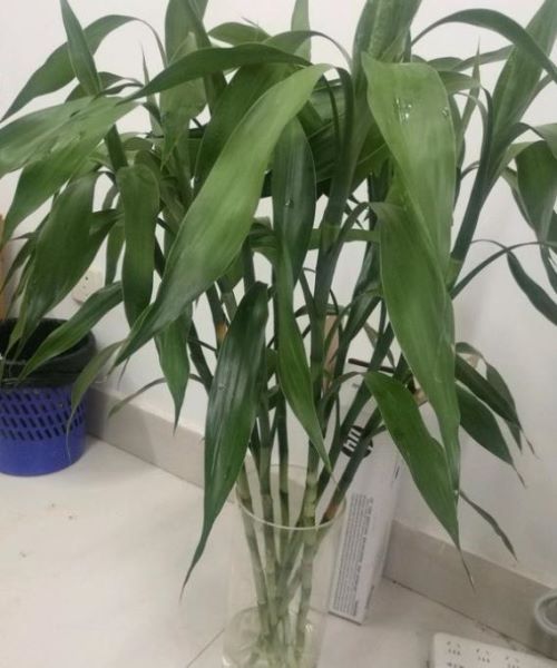 富贵竹怎么养活比较好「富贵竹怎么养活比较好看」