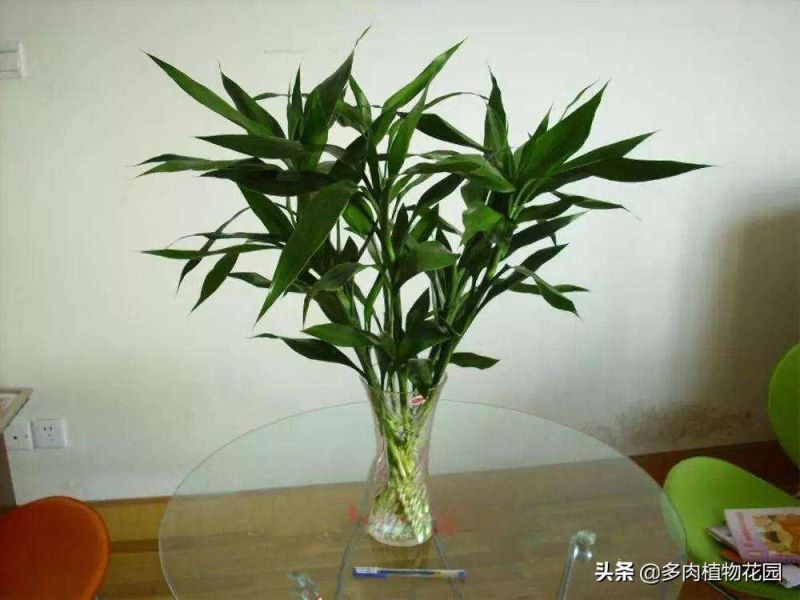 富贵竹怎么容易生根发芽「富贵竹怎么容易生根发芽呢」