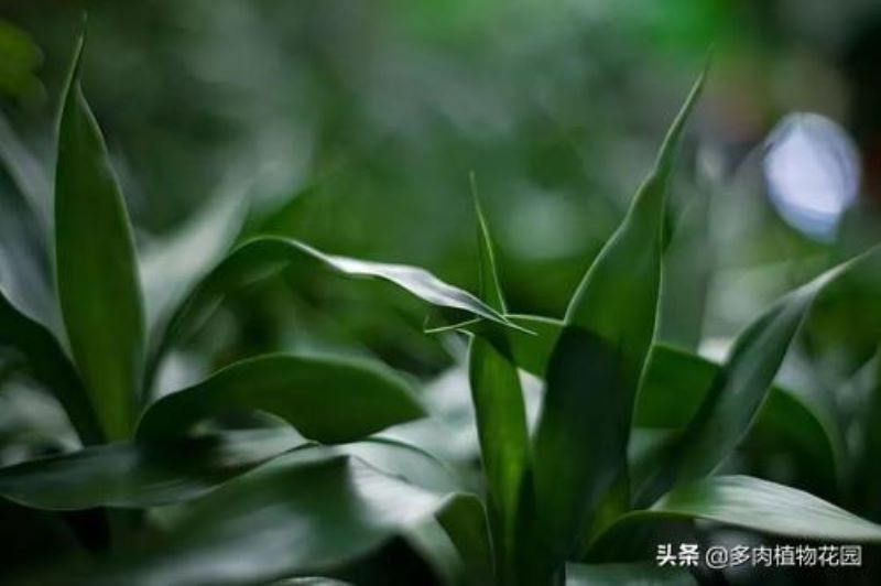 富贵竹怎么容易生根发芽「富贵竹怎么容易生根发芽呢」
