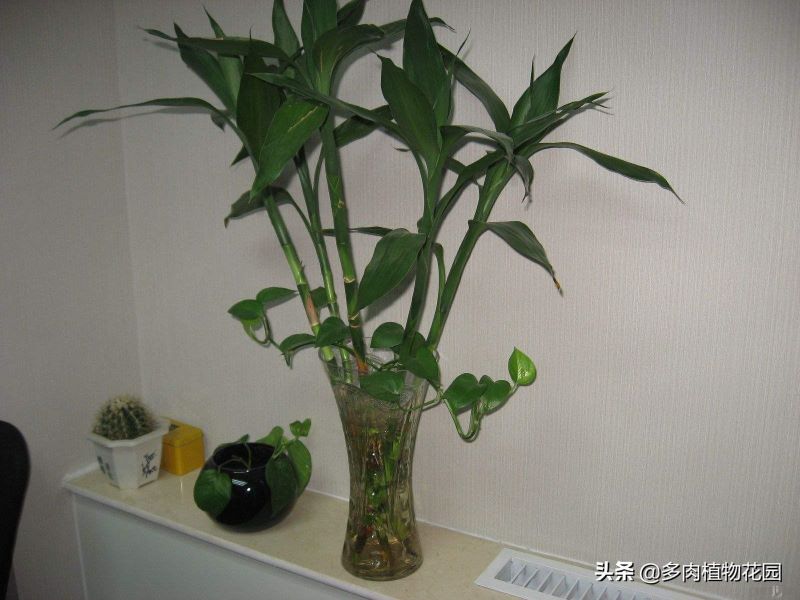 富贵竹怎么容易生根发芽「富贵竹怎么容易生根发芽呢」
