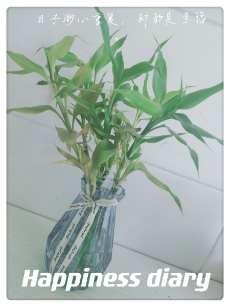 富贵竹怎么才能快速生根「富贵竹怎么才能快速生根发芽」