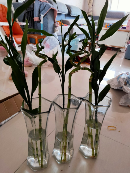 富贵竹怎么才能快速生根「富贵竹怎么才能快速生根发芽」