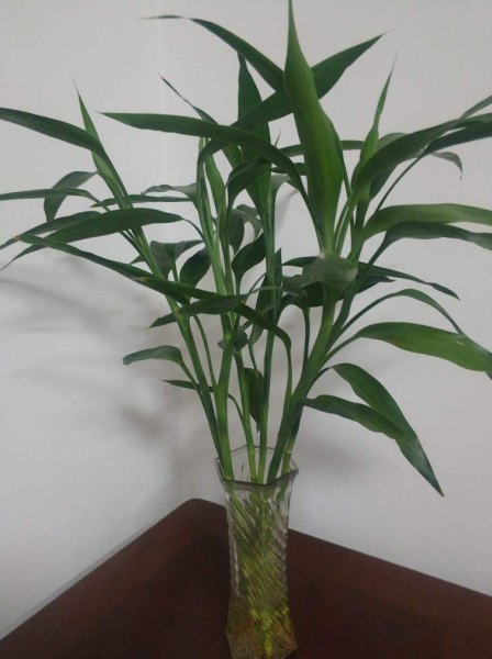 富贵竹怎么才能快速生根「富贵竹怎么才能快速生根发芽」