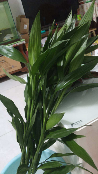 富贵竹怎么才能快速生根「富贵竹怎么才能快速生根发芽」