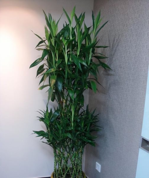 富贵竹怎样养好「富贵竹怎样养好活」_1