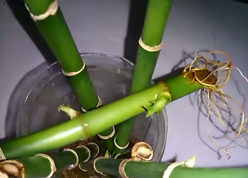 富贵竹怎样养好「富贵竹怎样养好活」_1