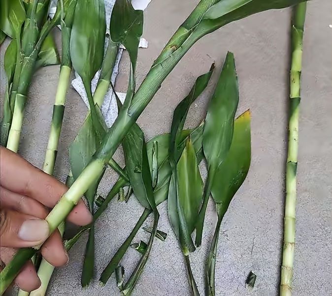 富贵竹怎样养好「富贵竹怎样养好活」_1