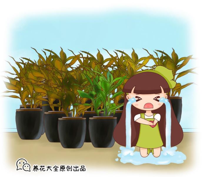 富贵竹怎样才能快速生根「刚买的富贵竹怎样才能快速生根」